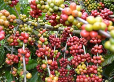 Controle de pH e a produtividade do cafeeiro