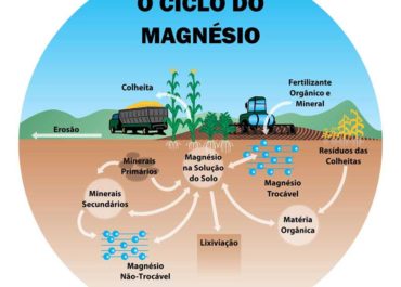 A dinâmica do magnésio no solo