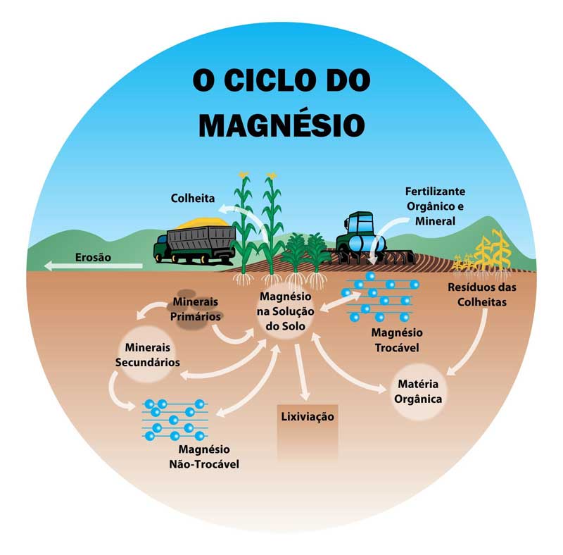 O Ciclo do Magnesio